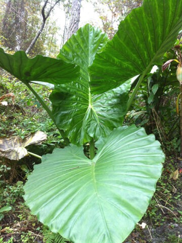 Alternative view of Lg. Caladora Massive Elephant Ear Plant (alocasia)