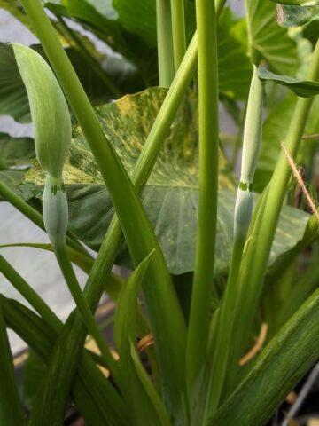 Alternative view of Lg. Giant Caladora Gold Splash Elephant Ear Plant (alocasia)