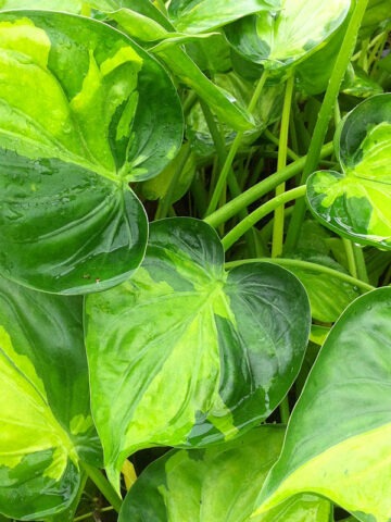 Alternative view of Lg. Cucullata Banana Split Elephant Ear Plant (alocasia)