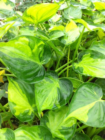 Lg. Cucullata Banana Split Elephant Ear Plant (alocasia)