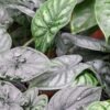 Lg. Bumpy Dragon Scale Elephant Ear Plant (alocasia)