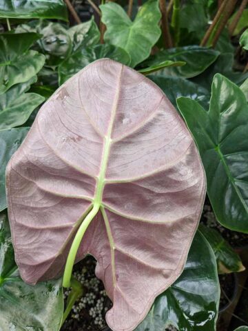 Alternative view of Lg. Golden Bone Elephant Ear Plant (alocasia)
