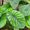 Alocasia Green Shield Elephant Ear Plant