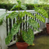 Alocasia Hilo Beauty Elephant Ear Plant (alocasia)