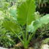 Lg. Macrorrhiza Giant Elephant Ear Plant (alocasia)