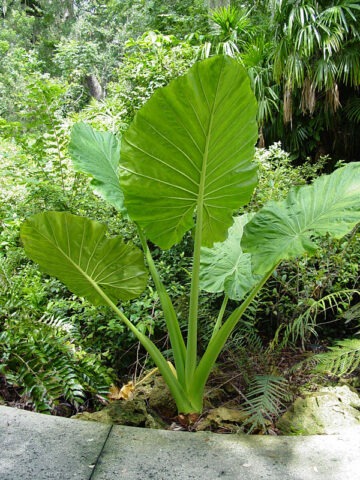 Lg. Macrorrhiza Giant Elephant Ear Plant (alocasia)