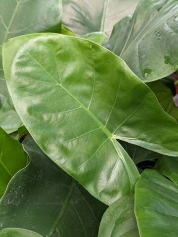 Alternative view of Lg. Macrorrhiza Giant Elephant Ear Plant (alocasia)