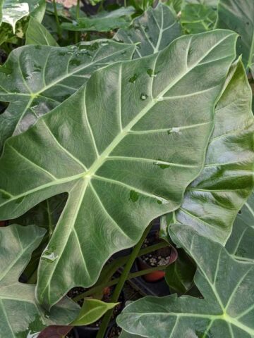 Alternative view of Lg. Mayan Mask Elephant Ear Plant (alocasia)