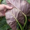 Lg. Mayan Mask Elephant Ear Plant (alocasia)