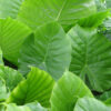 Lg. Odora Maui Wowie Elephant Ear Plant (alocasia)