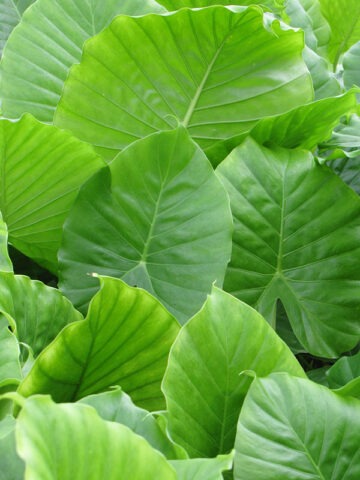 Lg. Odora Maui Wowie Elephant Ear Plant (alocasia)