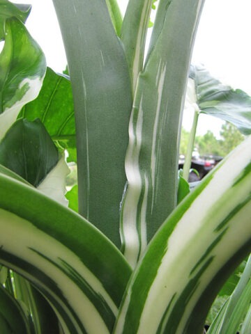 Alternative view of Lg. Odora Okinawa Silver Elephant Ear Plant (alocasia)