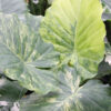 Lg. Odora Maui Splash Elephant Ear Plant (alocasia)