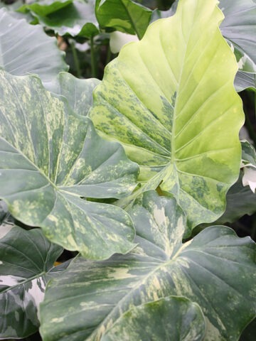 Lg. Odora Maui Splash Elephant Ear Plant (alocasia)