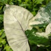Lg. Plumbae Stained Glass Elephant Ear Plant (alocasia)