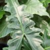 Lg. ‘Malaysian Monster’ Alocasia Serrated Portei Elephant Ear Plant (alocasia)