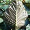 Regal Shields Elephant Ear Plant (alocasia)