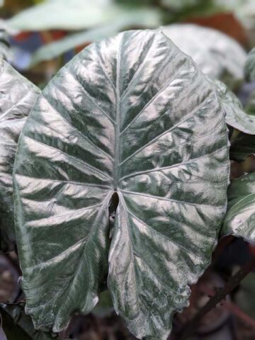 Alternative view of Lg. Giant Purple Elephant Serendipity Elephant Ear Plant (alocasia)