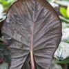 Lg. Giant Purple Elephant Serendipity Elephant Ear Plant (alocasia)