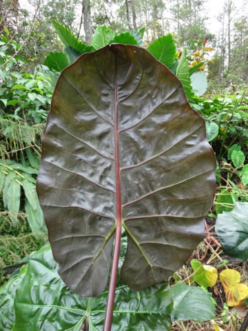 Alternative view of Lg. Wentii Purple Umbrella Elephant Ear Plant (alocasia)