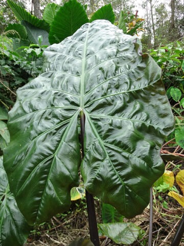 Lg. Wentii Purple Umbrella Elephant Ear Plant (alocasia)