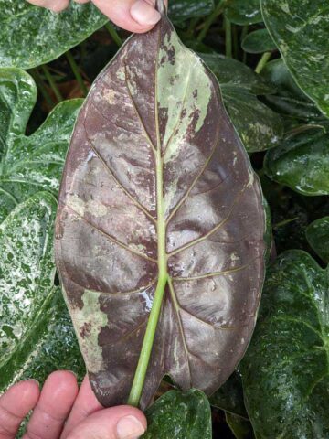 Alternative view of Lg. Wentii Kaleidoscope Elephant Ear Plant (alocasia)