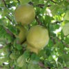 Lg. Black Calabash Tree (amphitecna latifolia)