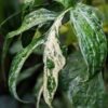 Amydrium Medium Albo Variegata Plant (aroid sp.)