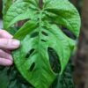 New Release! Amydrium Sumatra Plant (aroid sp.)