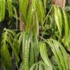 Amydrium Zippelianum Plant (aroid sp.)