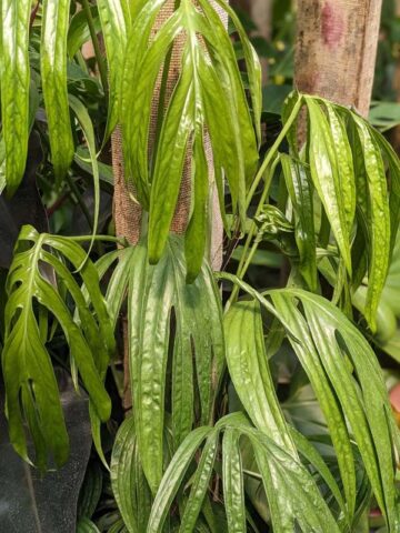Amydrium Zippelianum Plant (aroid sp.)