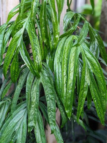 Alternative view of Amydrium Zippelianum Plant (aroid sp.)