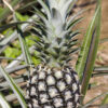 Elite Gold Pineapple Plant (ananas cosomus)