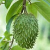 Lg. Soursop Custard Apple Tree (annona muricata)