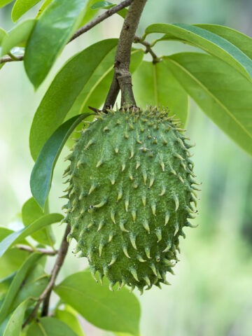 Lg. Soursop Custard Apple Tree (annona muricata)