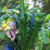 Anthurium Barklee Plant