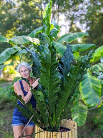 Anthurium Barklee Plant