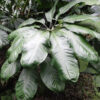 Lg. Anthurium Croatii Plant
