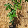 Lg. Anthurium Gladifolum Plant