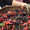 Lg. Mao Luang Fruit Tree (antidesma puncticulatum)