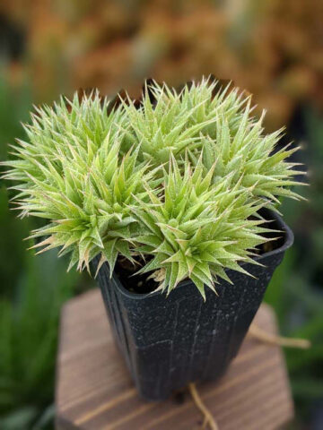 Little Desert Fairy Bush (abromeitiella brevifolia) - Image 4