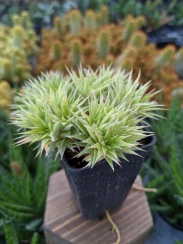 Alternative view of Little Desert Fairy Bush (abromeitiella brevifolia)