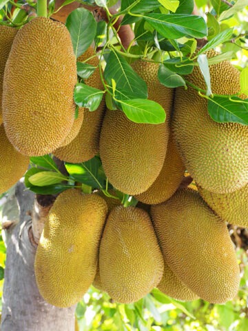 Alternative view of Lg. Giant Jackfruit Tree (artocarpus heterophyllus)