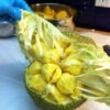 Lg. Giant Jackfruit Tree (artocarpus heterophyllus)