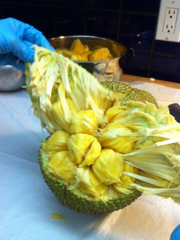 Lg. Giant Jackfruit Tree (artocarpus heterophyllus)
