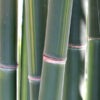 XL Yin Yang Yelow Stripe Bamboo (bambusa emeiensis viridiflavus clumping)