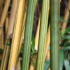 XL Alphonse Karr Midori Bamboo (bambusa multiplex clumping)