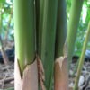 XL Albostriata Bamboo (bambusa textilis clumping)
