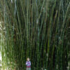Lg. Buddha Belly Bamboo (bambusa t. ventricosa clumping)