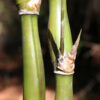 Lg. Variegated Buddha Belly Bamboo (bambusa t. ventricosa kimmei clumping)